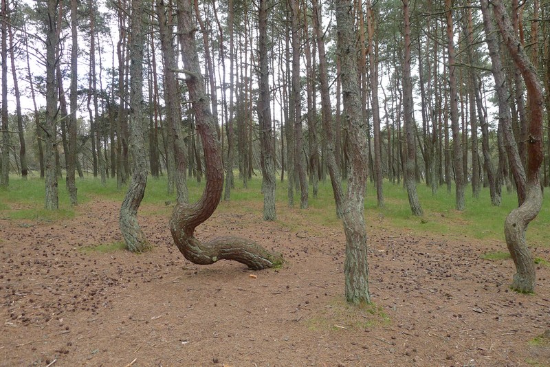 Kurische Nehrung "Betrunkener Wald"