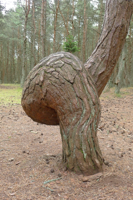 Kurische Nehrung "Betrunkener Wald"