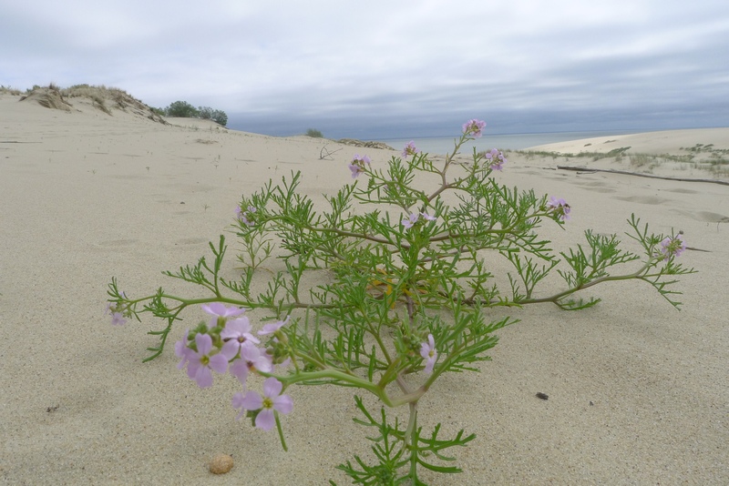 Kurische Nehrung / Haff : Dünen