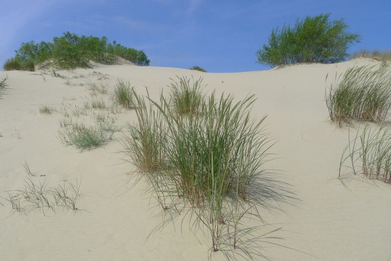 Kurische Nehrung / Haff : Dünen
