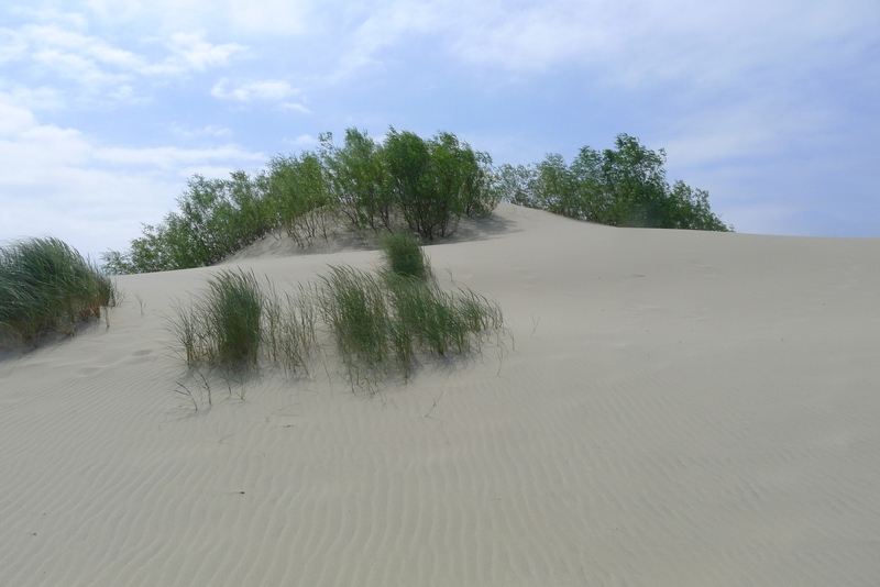 Kurische Nehrung / Haff : Dünen