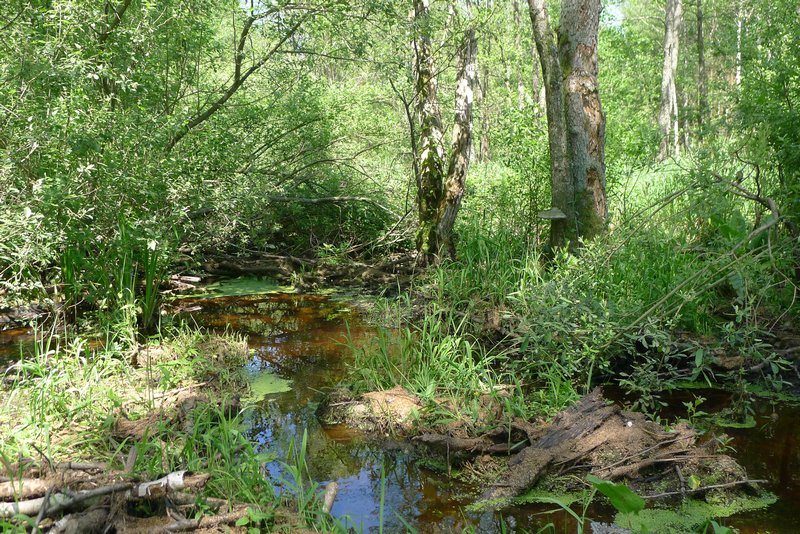 Naturpark Vishtynetsky виштынецкий