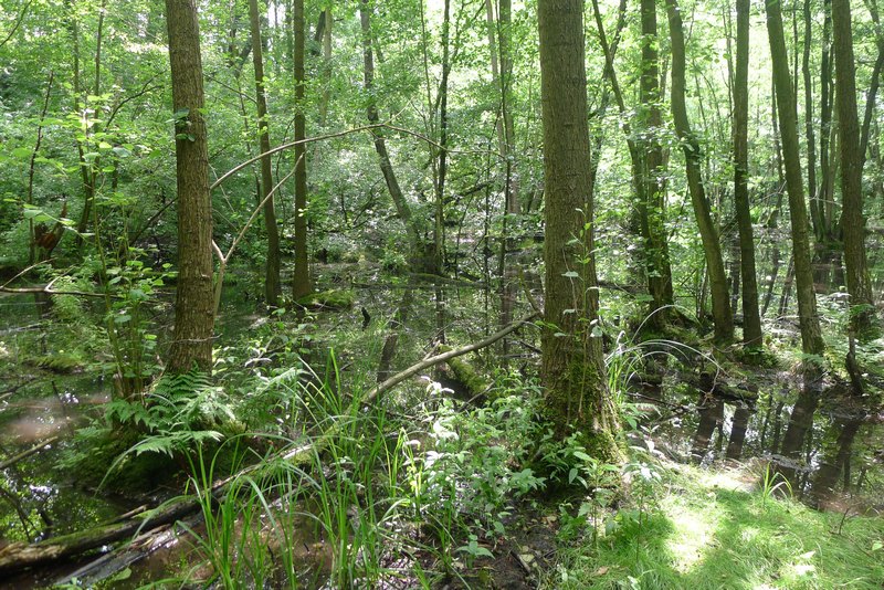 Weg durch's Riemeister Fenn