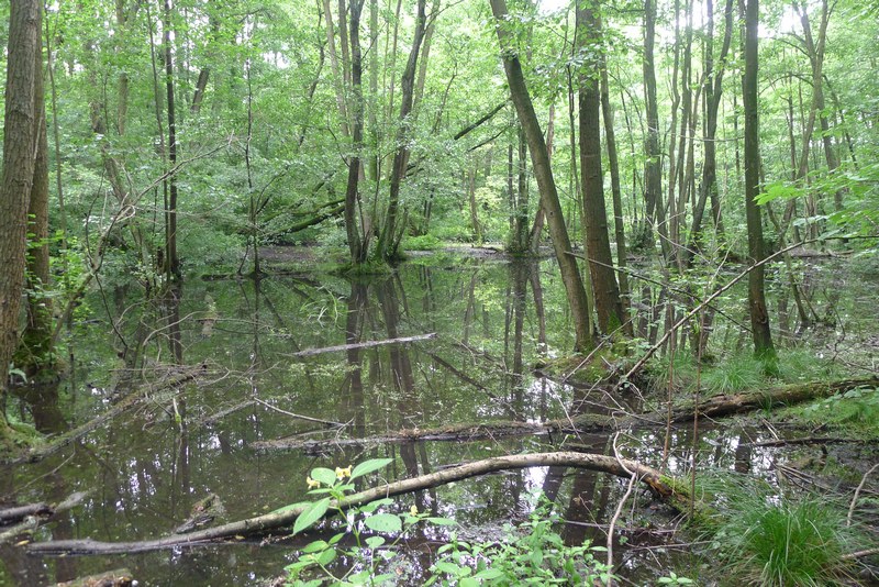 Weg durch's Riemeister Fenn
