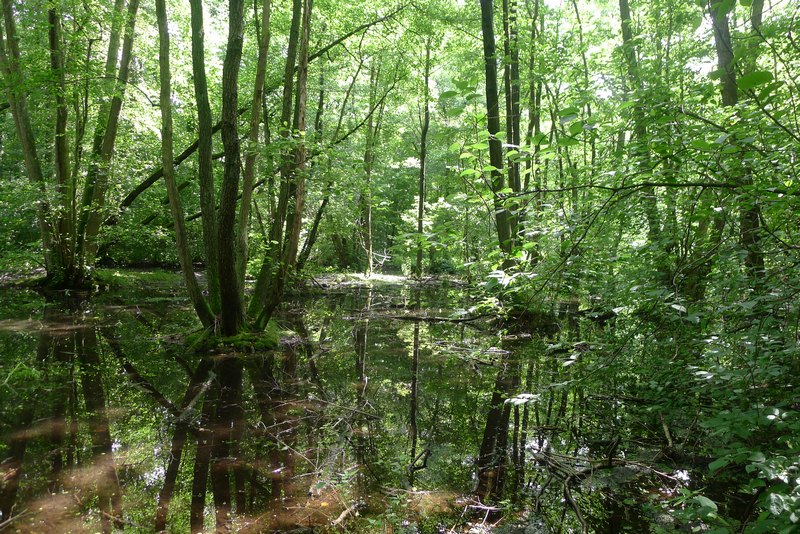 Weg durch's Riemeister Fenn