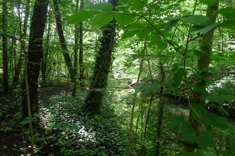 Weg durch's Riemeister Fenn