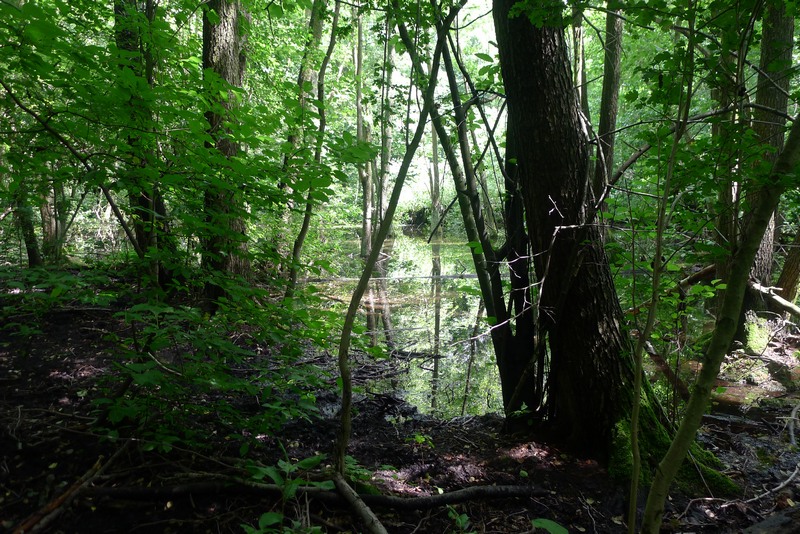 Weg durch's Riemeister Fenn