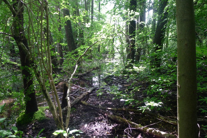 Weg durch's Riemeister Fenn