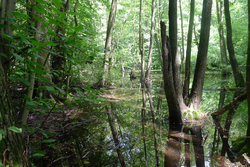 Weg durch's Riemeister Fenn