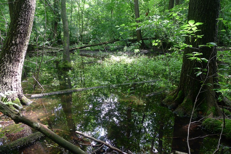 Weg durch's Riemeister Fenn