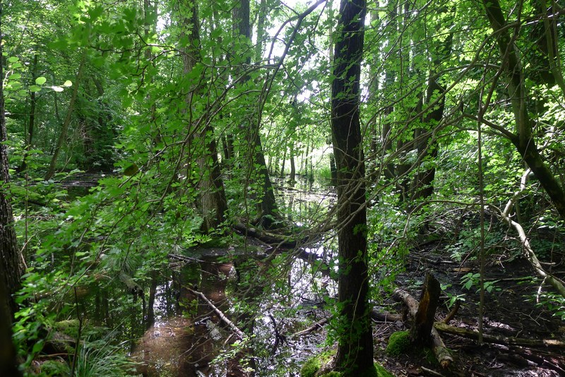 Weg durch's Riemeister Fenn