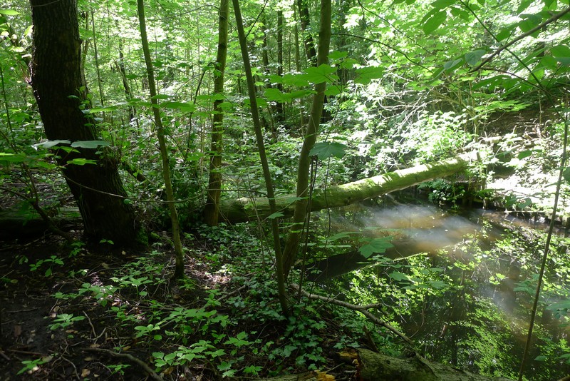 Weg durch's Riemeister Fenn