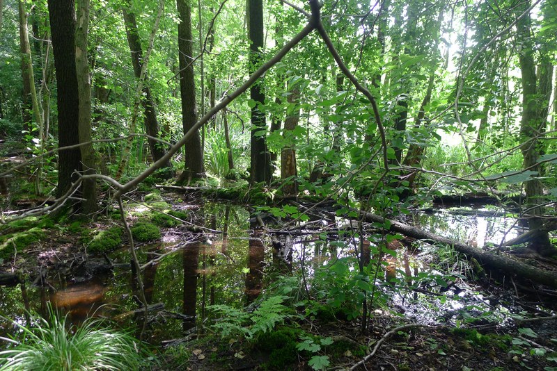 Weg durch's Riemeister Fenn