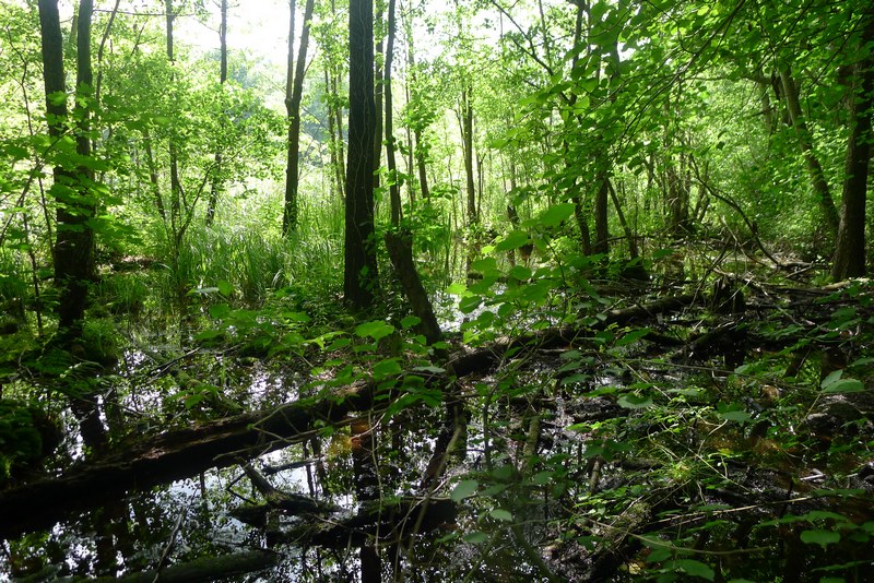 Weg durch's Riemeister Fenn
