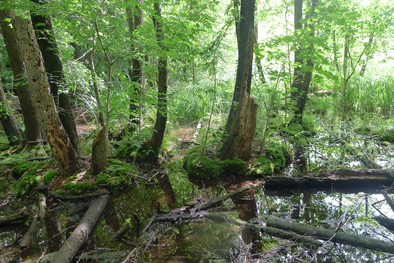 Weg durch's Riemeister Fenn