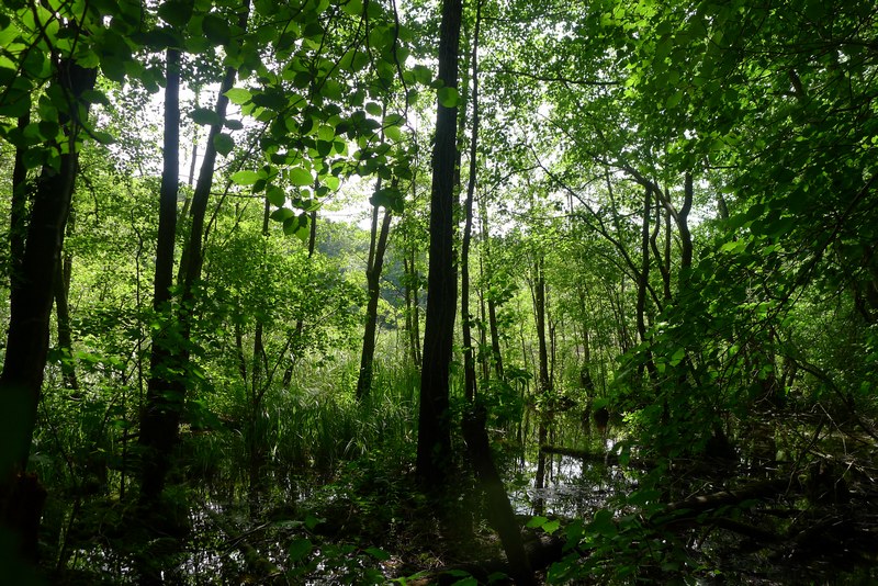 Weg durch's Riemeister Fenn
