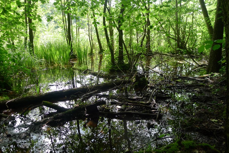Weg durch's Riemeister Fenn
