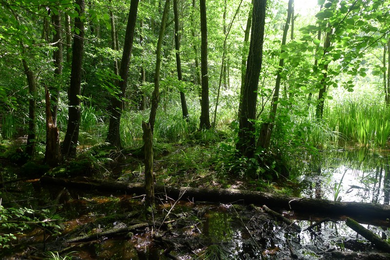 Weg durch's Riemeister Fenn