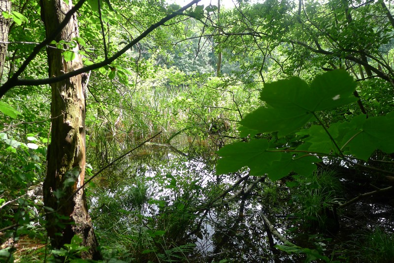 Weg durch's Riemeister Fenn