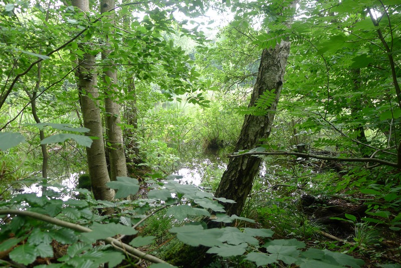 Weg durch's Riemeister Fenn