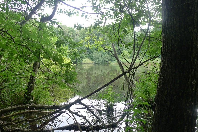 Weg durch's Riemeister Fenn