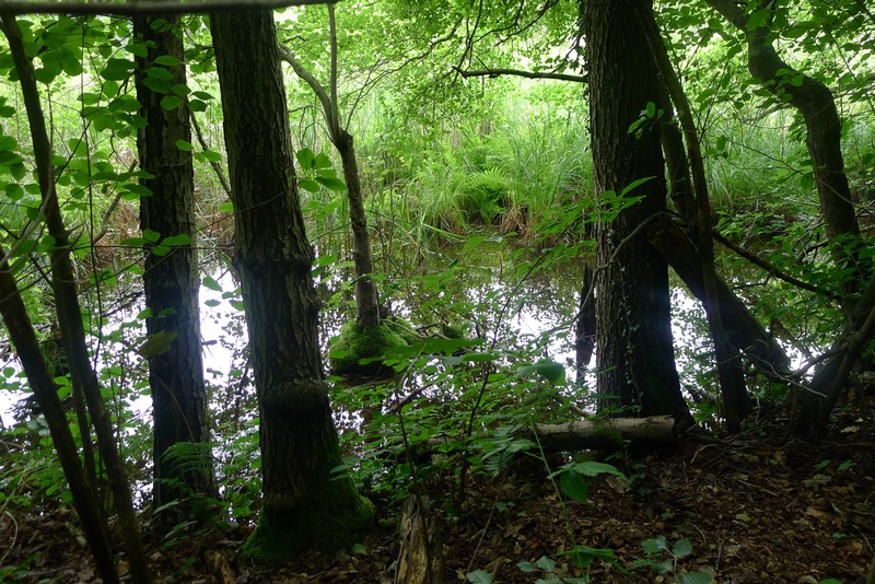 Weg durch's Riemeister Fenn