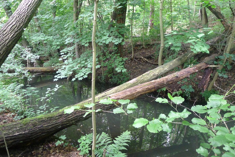 Weg durch's Riemeister Fenn