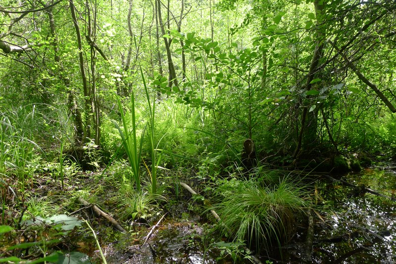 Weg durch's Riemeister Fenn