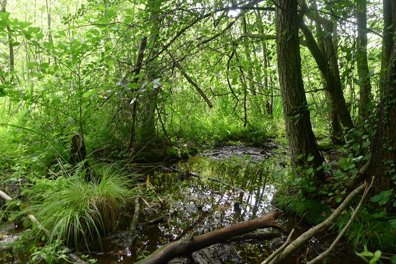 Weg durch's Riemeister Fenn