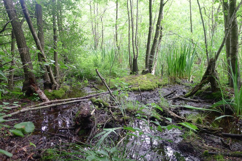 Weg durch's Riemeister Fenn