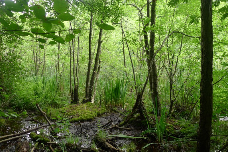 Weg durch's Riemeister Fenn