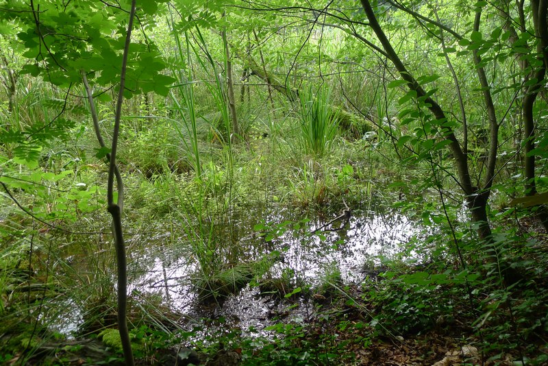 Weg durch's Riemeister Fenn