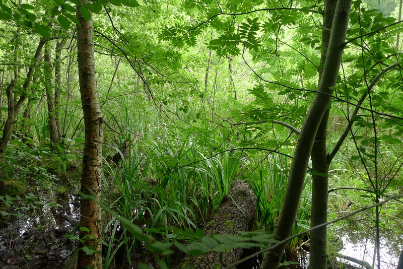 Weg durch's Riemeister Fenn