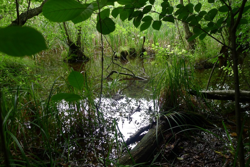 Weg durch's Riemeister Fenn