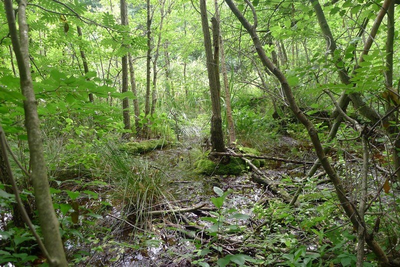 Weg durch's Riemeister Fenn