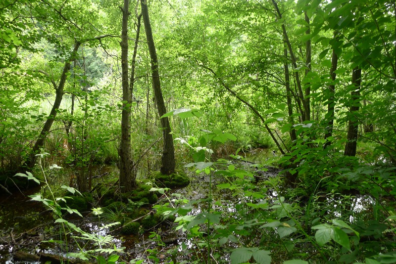 Weg durch's Riemeister Fenn
