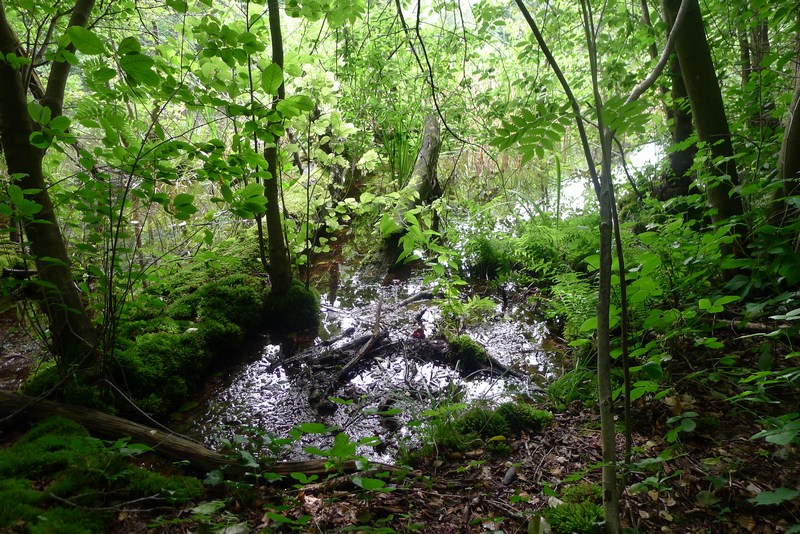 Weg durch's Riemeister Fenn