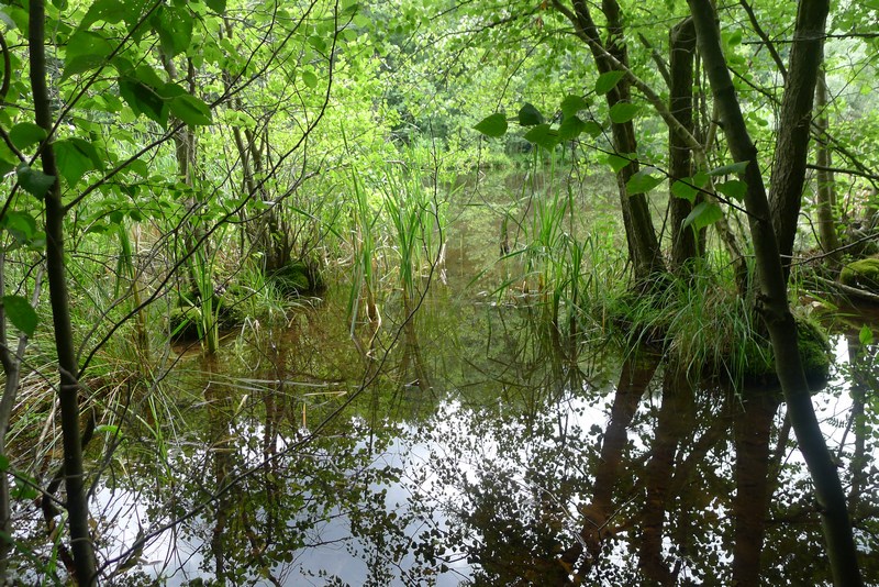 Weg durch's Riemeister Fenn