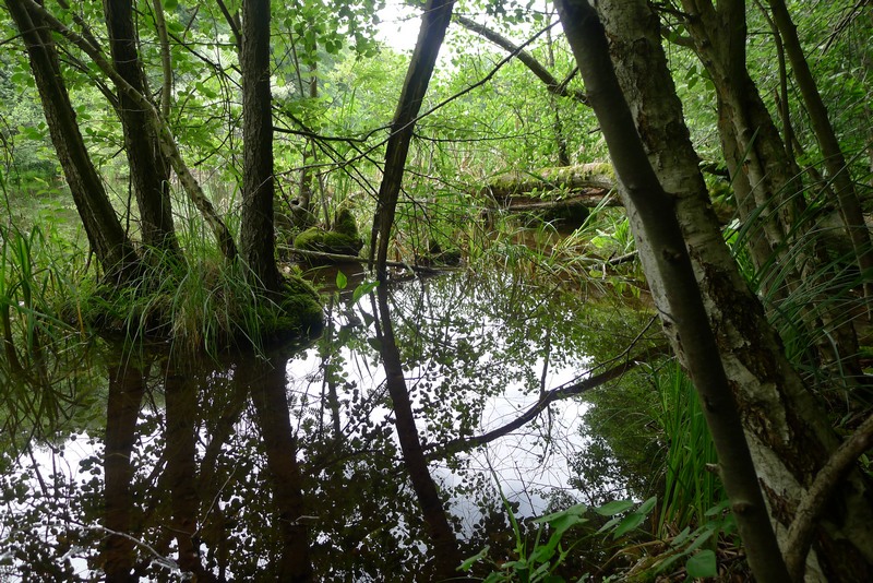 Weg durch's Riemeister Fenn