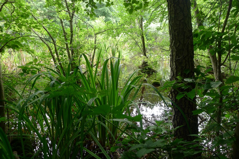 Weg durch's Riemeister Fenn