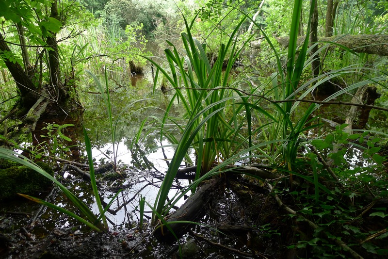 Weg durch's Riemeister Fenn
