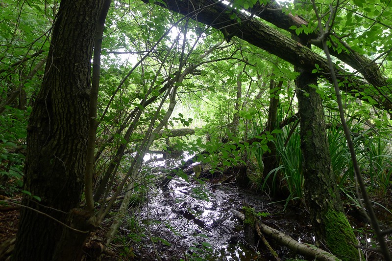 Weg durch's Riemeister Fenn