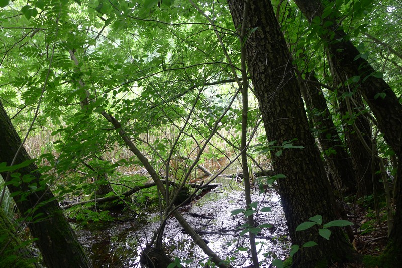 Weg durch's Riemeister Fenn