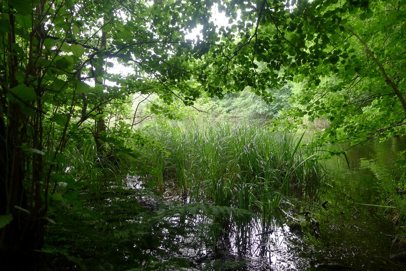 Weg durch's Riemeister Fenn